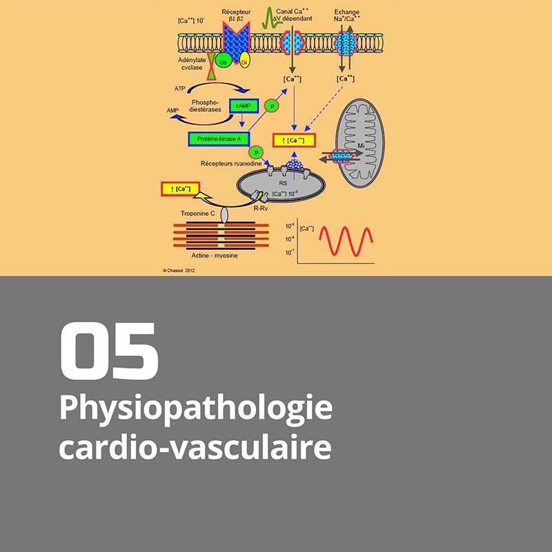 05. Physiopathologie cardio-vasculaire