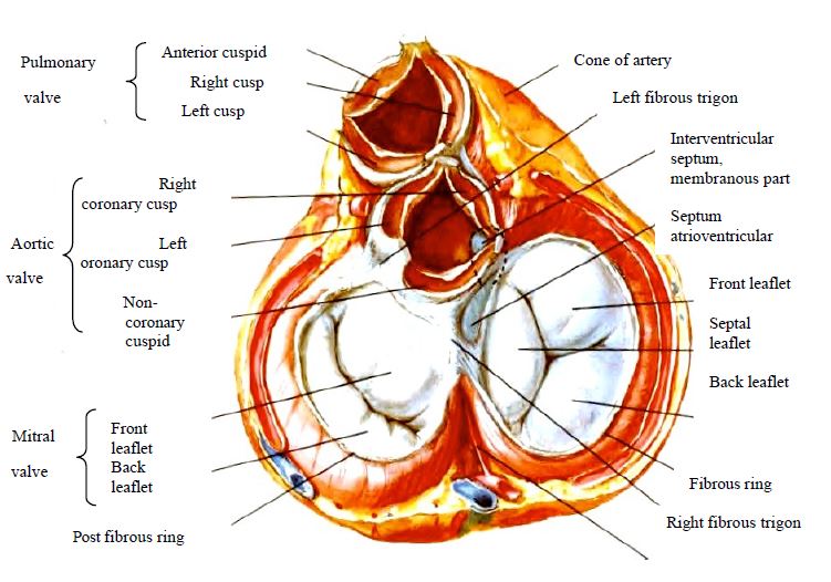 Fig11 12 en