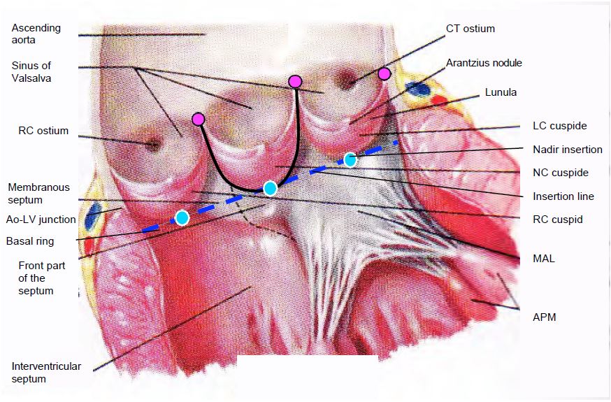 Fig11 131 en