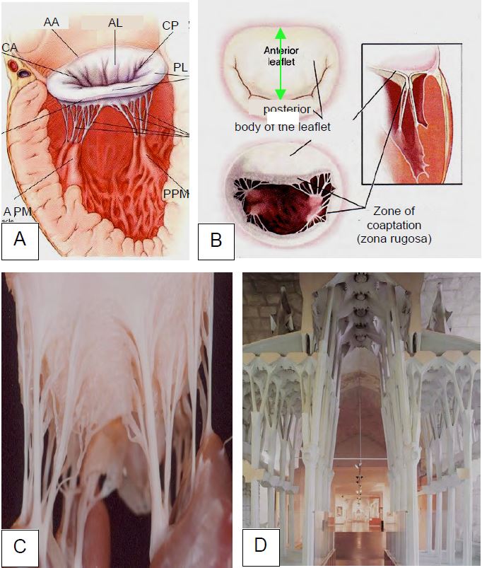 Fig11 2 en